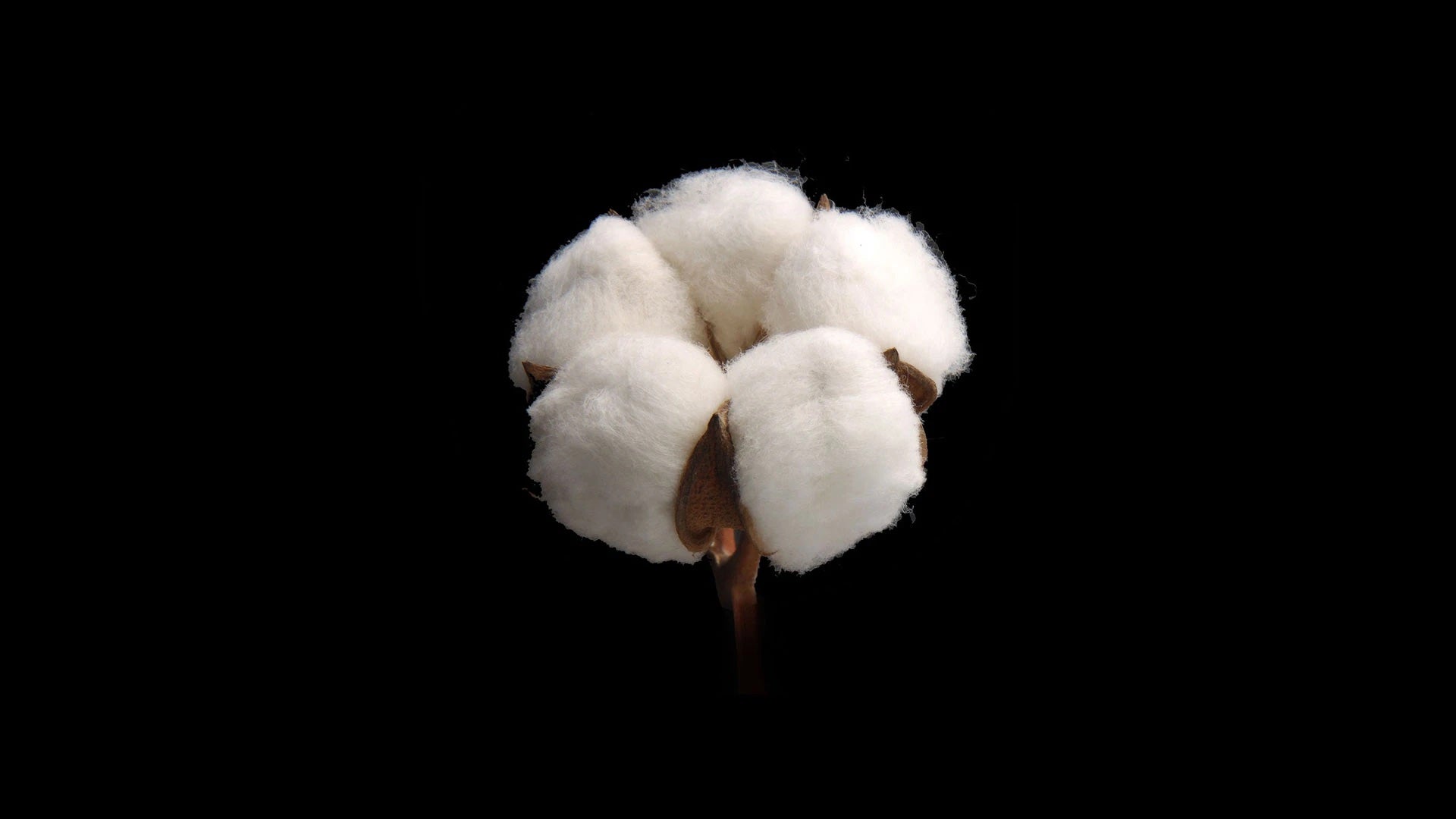 Cotton is not just cotton