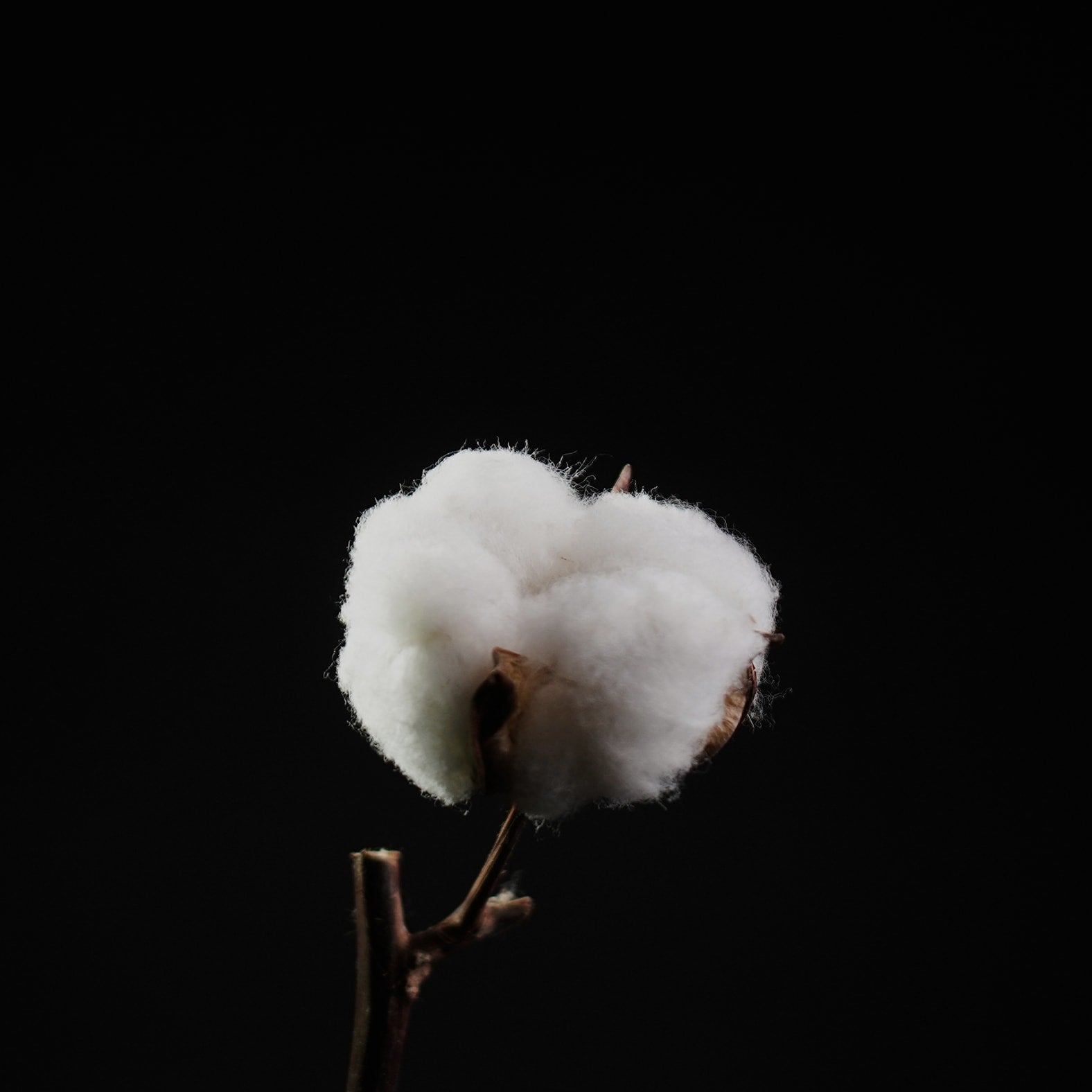 Organic cotton like no other